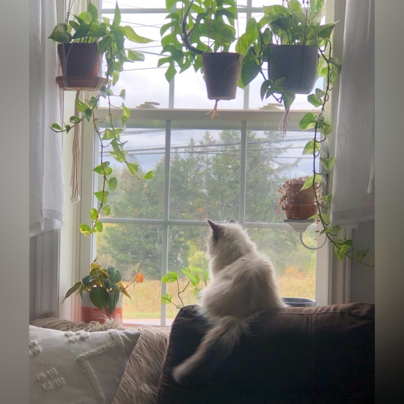 Meet your Posher, Liz - Picture 3 of 4